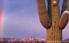 Arizona Saguaro with Rainbow