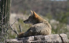 A coyote at the Arizona-Sonora Desert Museum