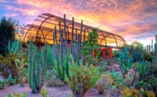 Sunset at the Desert Botanical Garden in Phoenix